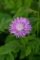Blooming cornflower blue on a green background on a sunny day macro photography. Fresh bachelor's button flower with purple thin petals in springtime close-up photo.