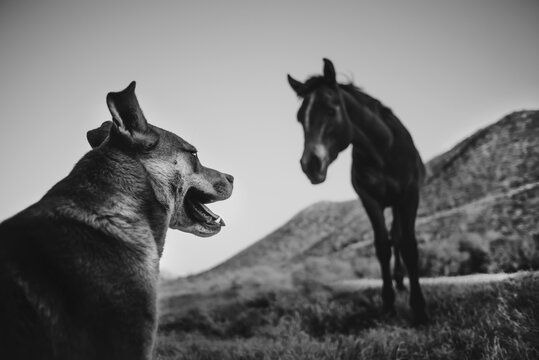 Un perro y un caballo mirándose fijamente. 