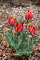 Flowers in the country. Nature and beautiful colors. Tulips. Landscape at the cottage. Favorite garden.
