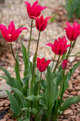 Flowers in the country. Nature and beautiful colors. Tulips. Landscape at the cottage. Favorite garden.