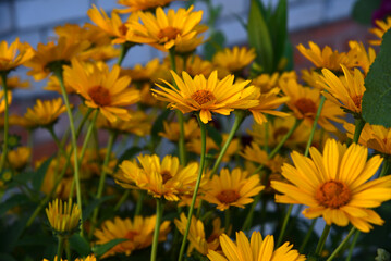 Yellow daisies on a summer evening. Beautiful yellow flowers. Asteraceae.