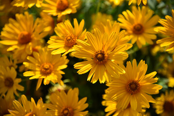 Fototapeta premium Yellow daisies on a summer evening. Beautiful yellow flowers. Asteraceae.