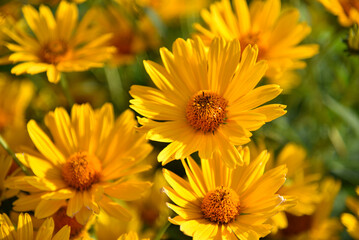 Yellow daisies on a summer evening. Beautiful yellow flowers. Asteraceae.