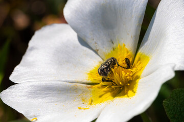 An insect pollinates the white flower of salvia cistus plant, salvia cistus or Gallipoli rose,...