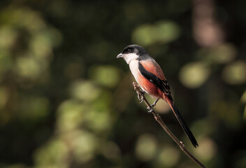 long-tailed shrike or rufous-backed shrike is a member of the bird family Laniidae, the shrikes. 