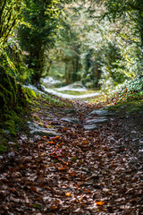 mountain footpath in winter
