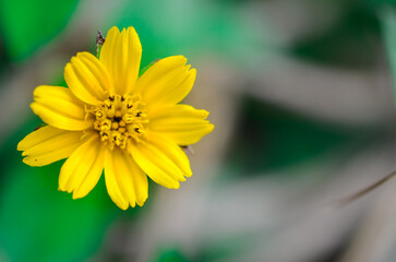 yellows flower backgrounds 