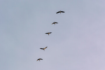 Canada Geese Flying In A V Formation