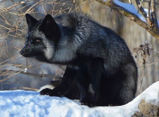The silver fox is a melanistic form of the red fox (Vulpes vulpes). Silver foxes display a great deal of pelt variation. Some are completely glossy black except for a white colouration on the tale