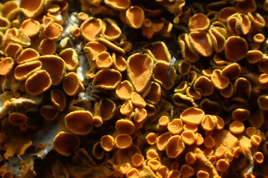 Close-up of yellow-orange lichen with detailed apothecia. Macro photo showing the texture and structure of this symbiotic organism on a natural surface