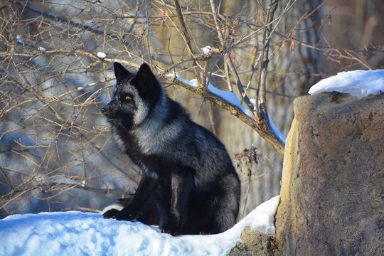 The silver fox is a melanistic form of the red fox (Vulpes vulpes). Silver foxes display a great deal of pelt variation. Some are completely glossy black except for a white colouration on the tale