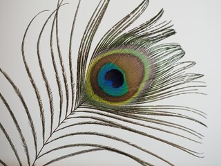 Fototapeta premium Decorative end of the tail feather of a peacock