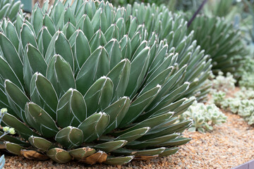 Fototapeta premium Close up Texture and Pattern of Cactus plant, Queen victoria agave