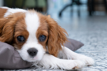 Close up portrait of Cute dog puppy. Cavalier King Charles Spaniel Blenheim. Banner