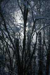 Fototapeta na wymiar winter mood in nature