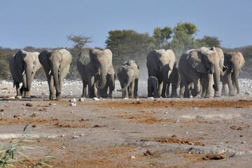 Obraz premium Eine Elefantenherde kommt zu Wasserloch Chudop im Etoscha Nationalpark in Namibia. 