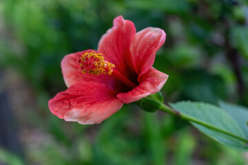 Delicate red-pink hibiscus flower on a bush