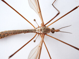 Big mosquito on a white background. Large Crane Flies. Family Tipulidae