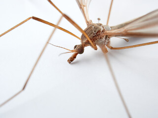 Big mosquito on a white background. Large Crane Flies. Family Tipulidae  