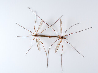 Big mosquito on a white background. Large Crane Flies. Family Tipulidae  