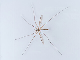 Big mosquito on a white background. Large Crane Flies. Family Tipulidae  