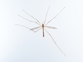 Big mosquito on a white background. Large Crane Flies. Family Tipulidae  
