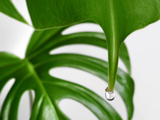 close up of a monstera leaf with water drop isolated on white background, Guttation of housplants concept © Andreas