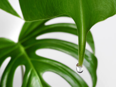 close up of a monstera leaf with water drop isolated on white background, Guttation of housplants concept