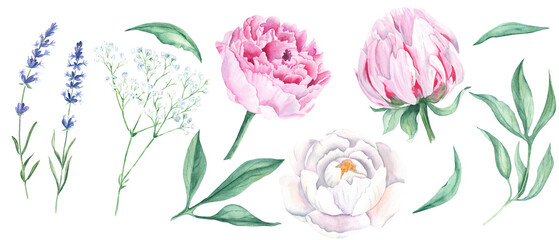 White and pink watercolor peony flowers, leaves, lavender and gypsophila set. Hand drawn botanical illustration isolated on white background. Can be used for greeting cards, bouquets, wedding