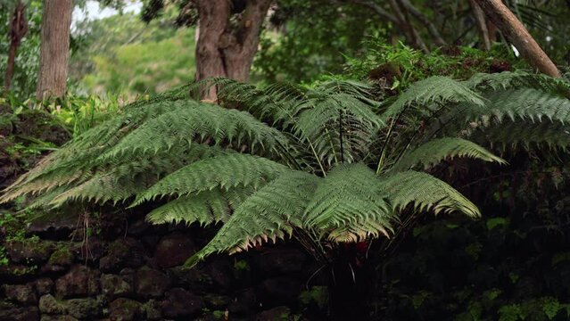 A&ccedil;ores Verde