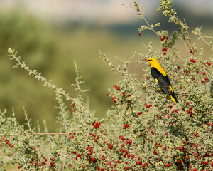 a European golden oriole bird  sitting in ripe red berry bush 