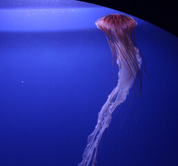 jellyfish in aquarium