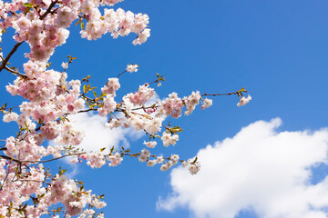 Beautiful branches of pink cherry or Sakura flowers in a park. Spring blossoms on blue sky background,