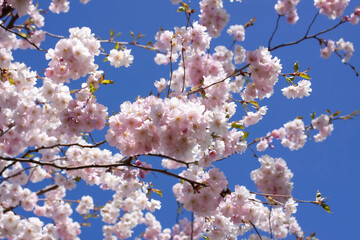 Beautiful branches of pink cherry or Sakura flowers in a park. Spring blossoms on blue sky background,