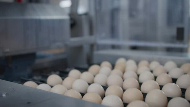 Egg selection, egg production factory