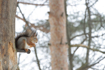 Fluffy squirrel eats nuts sitting on the wood in winter.
