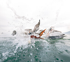 Fototapeta premium pelicans fishing in the water