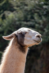 Alpaca close up in the wild. © Joost van Os