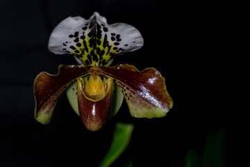 foto macro de orquidea Paphiopedilum insigne