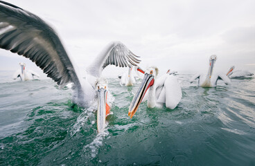 pelican fishing 