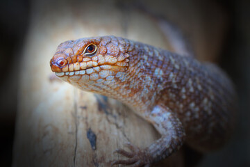 The Sandfish Skink - Scincus Scincus is native to the Sahara Desert and the Arabian Peninsula. Portrait of african lizard. Wildlife photography.