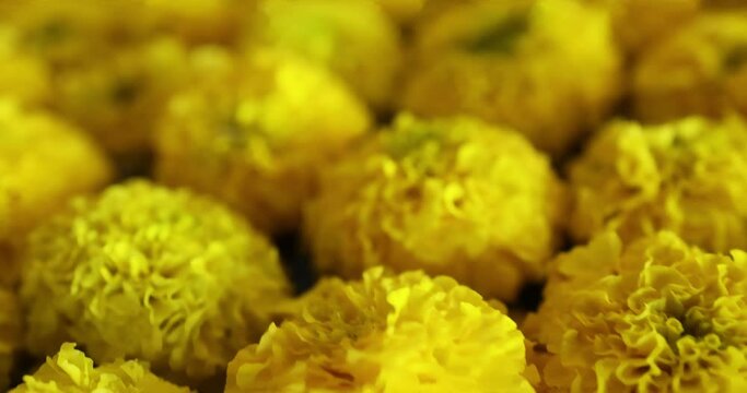 Beautiful flowers in field at sunset ,marigold Calendula flower. macro shot. Yellow beutiful flower. Nature concept. Calendula officinalis. Spring time diwali stock footage color inspiration womens 