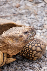 Big old turtle close up picture.