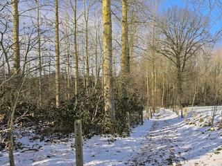 Hiking trail through a sunny winter forest in the flemish countryside