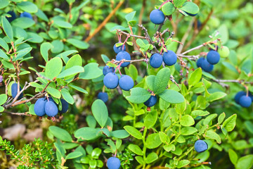 Karelian blueberries.