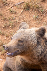 Big, old, fluffy, furry, brown bear. Close up shot from above. The bear is smiling.