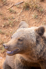 Fototapeta premium Big, old, fluffy, furry, brown bear. Close up shot from above. The bear is smiling.