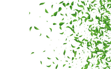 Mint Greens Nature Vector White Background