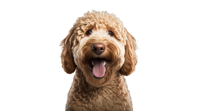 Labradoodle Dog in a invisible background Generative AI