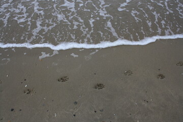 Hundespuren im Sand am Meer